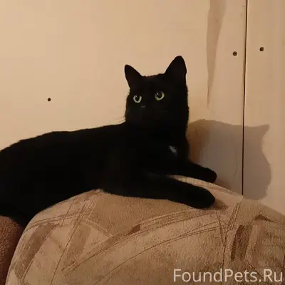 Пропал кот, в районе 2 школы.....