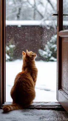 Неожиданная радость. Был рыжий...