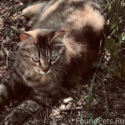 20.11. от дома №56 по...