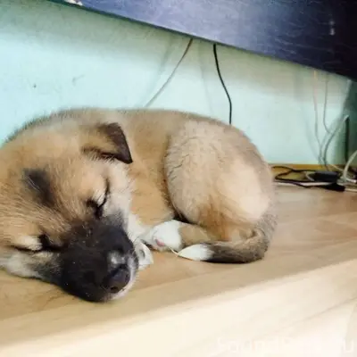 Чей щенок? Пришёл в редакцию и...