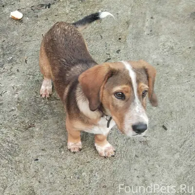 Добрый день. Найден щенок подр...