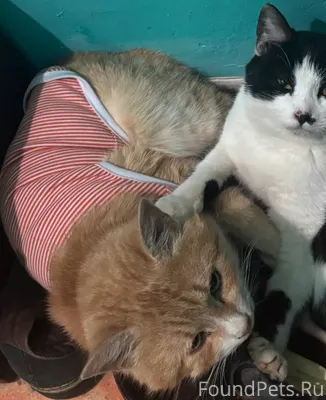 Пропал рыжий кот, был в майке....