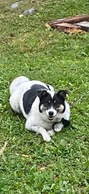 Убежал пес. Часто встречался н...