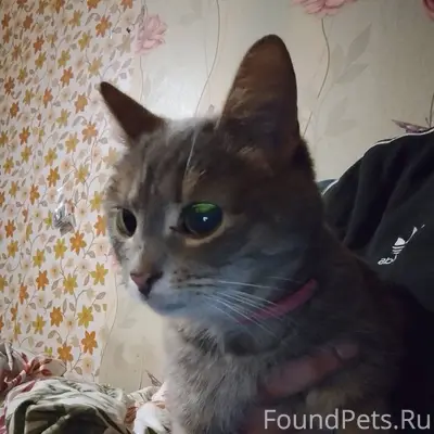 Найдена кошка Наугорское шоссе...