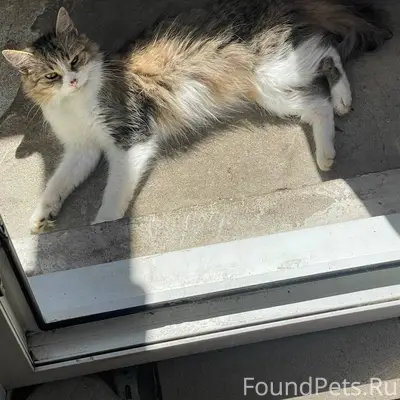 Пропала кошка.Район Боровая,Эк...