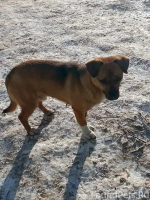 Г. Сызрань на улице Гоголя 13....