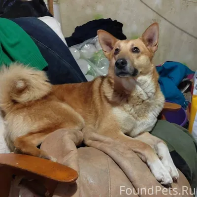 Срочно ‼️ найдена собака, у же...