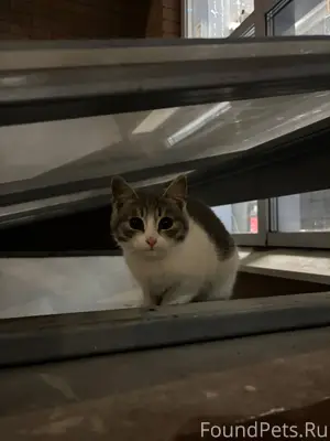 Добрый вечер, в г. Щёлково ул....