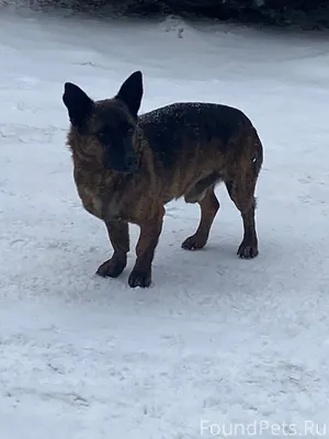 🆘🆘 Бегает чья-то потеряшка 4.....