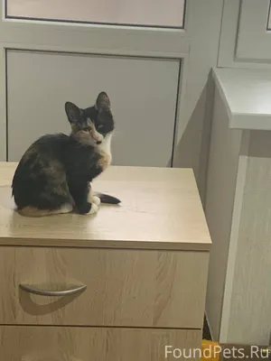 Ищу хозяев для двух котят. Кот...