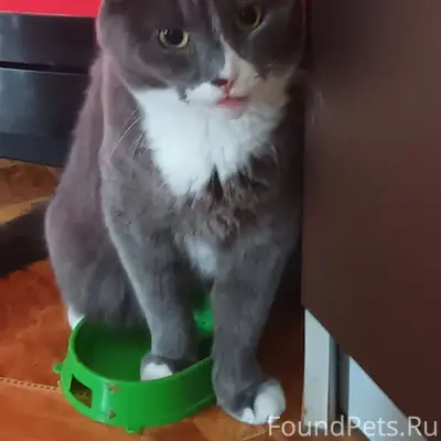 Пропал кот, зовут Митя, 6 лет....