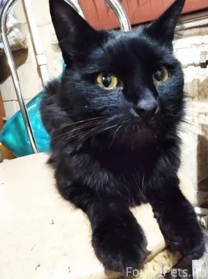 Найден кот на Токарева,в магаз...