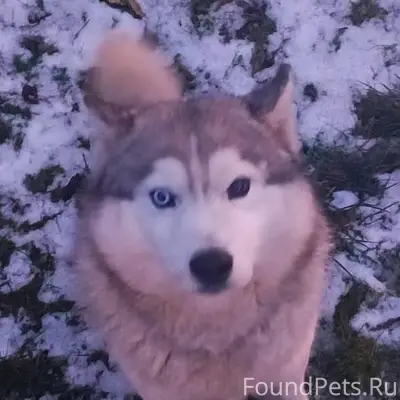 Кто потерял собаку? Пишите в Л...