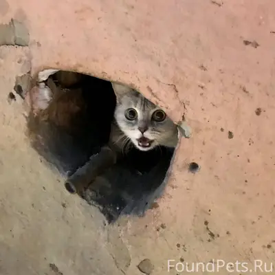 Найдена маленькая кошка в райо...
