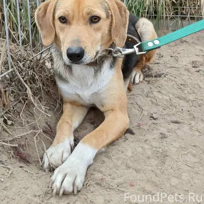 Потеряна собак, кобель. Район ...