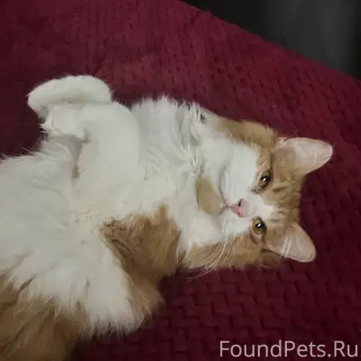 Пропала кошка! Откликается на ...