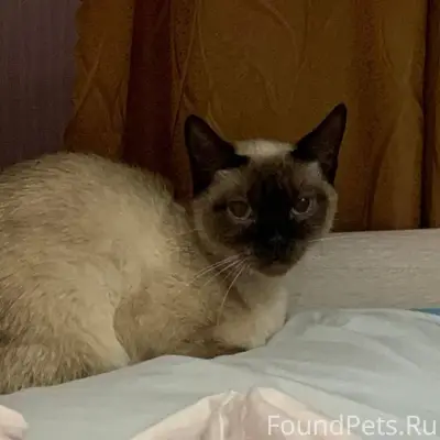 ПРОПАЛА КОШКА! Потерялась в ра...