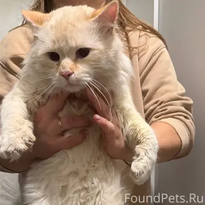 Найден кот, не кастрирован. Оч...