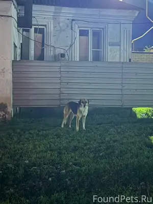 Здравствуйте, собака появилась...