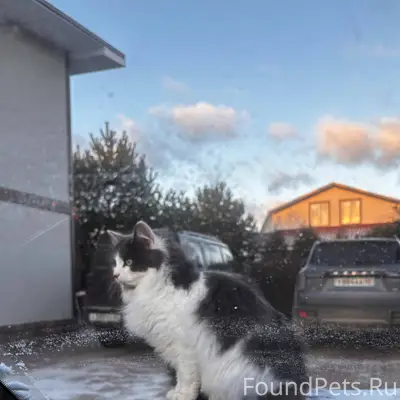 ПРОПАЛА КОШКА В Д.СОВЬЯКИ❗️ Кл...