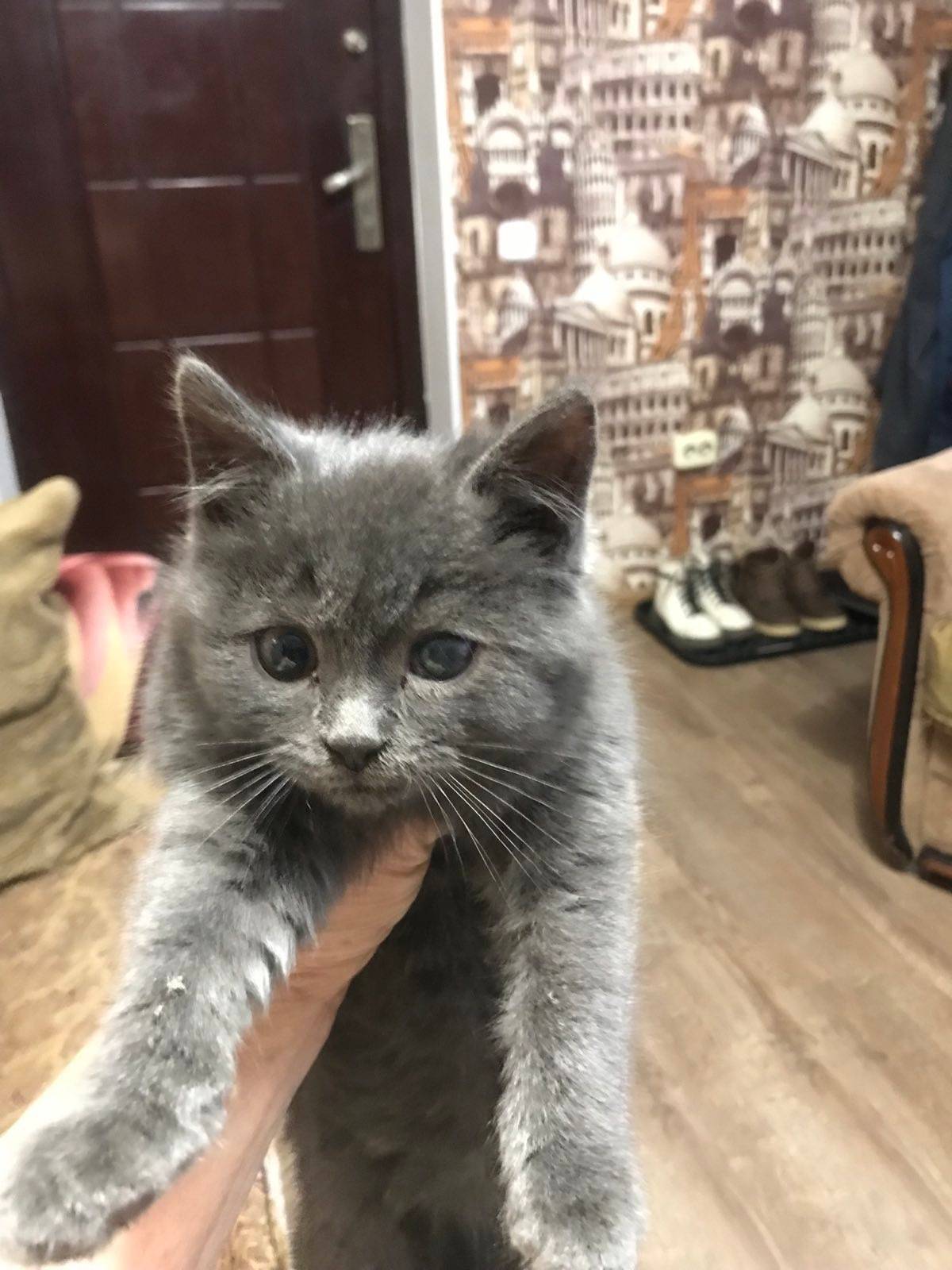 Прибился котенок по улице Лепе...