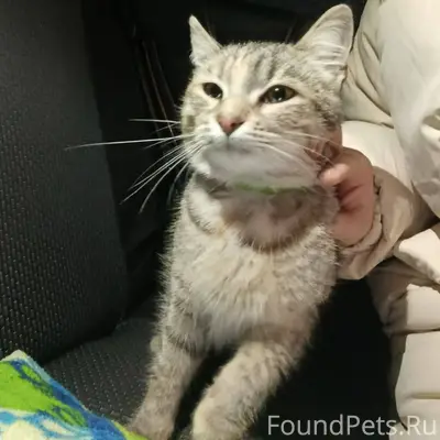 Кто потерял кошку с зеленым ош...