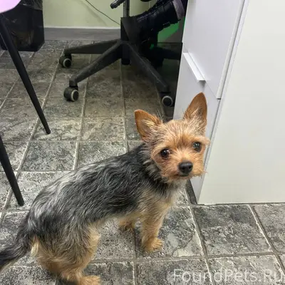 Найдена собака (мальчик) с оше...
