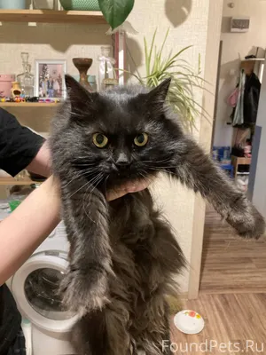 Найдена кошка на ул. Посадског...