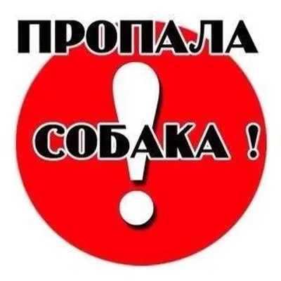 Пропала собака, район старого ...