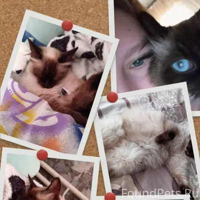 Пропала кошка сиамская, в райо...