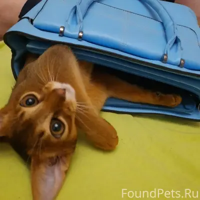 ПОМОГИТЕ НАЙТИ КОТА 🐾 Пропал л...