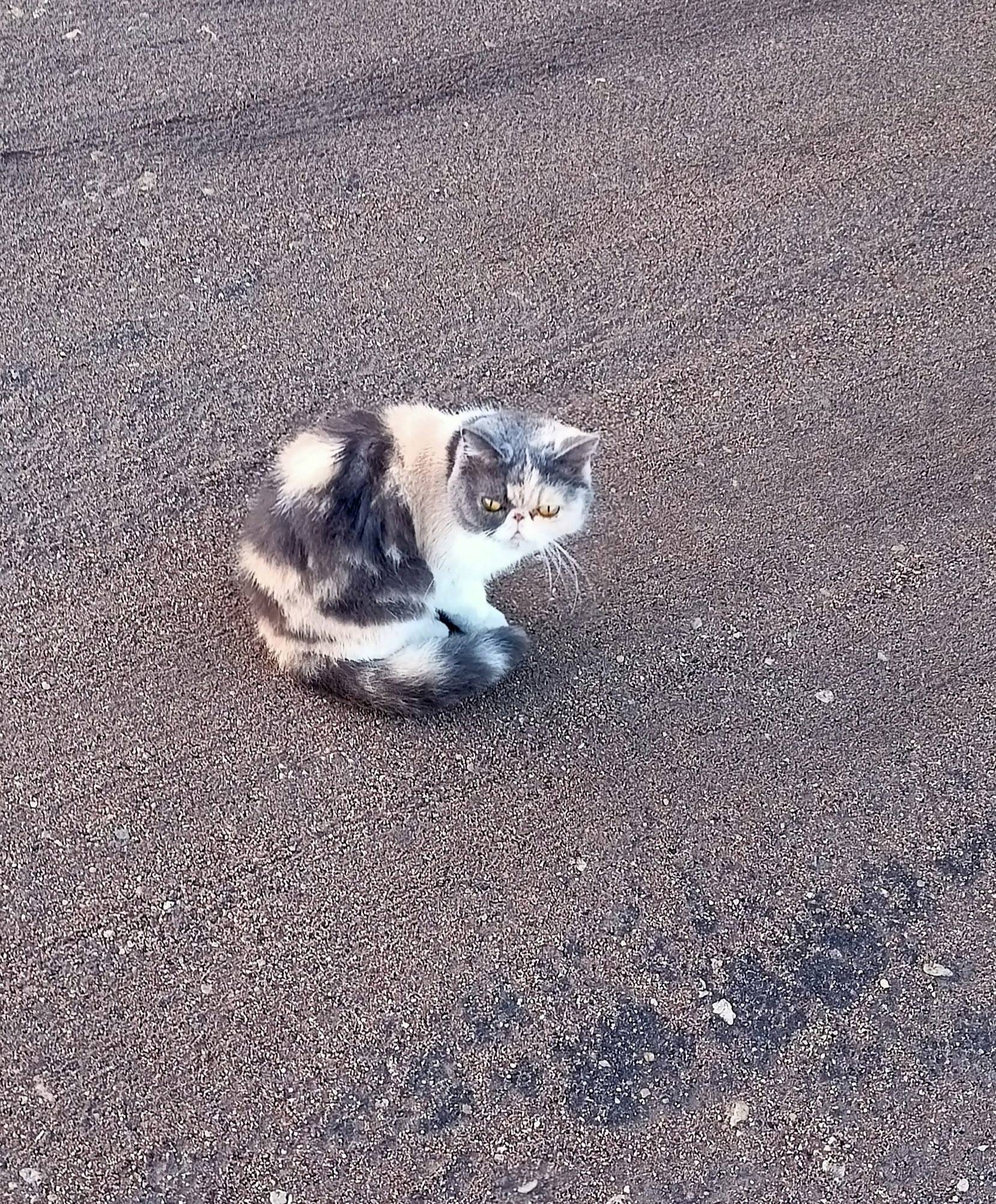 Пропала кошка, может кто видел...