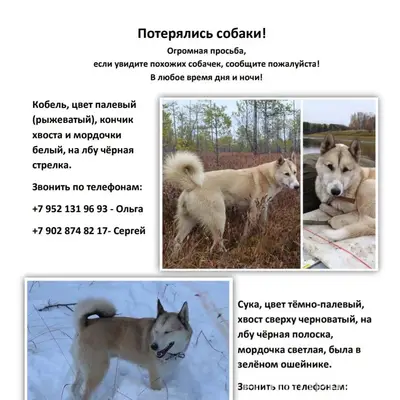 Потерялись собаки, сообщите, п...