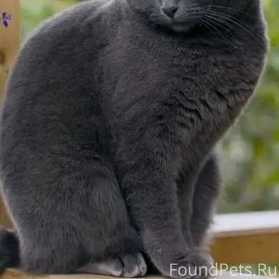 Пропал кот район 15 школа.12.....