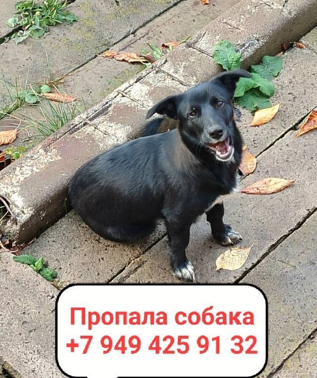 Пропала собака, в районе 10 ша...