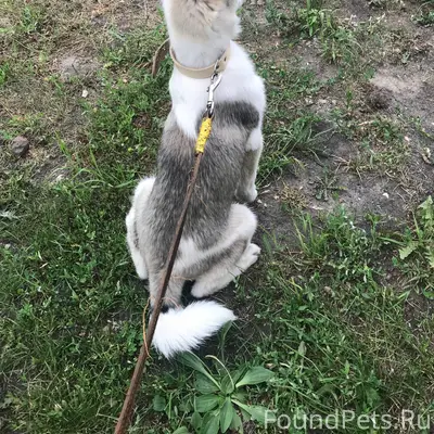 #потерялось_животное_Шадринск ...