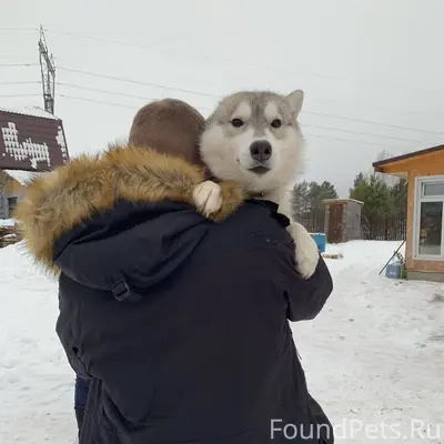 Потерялась собака 🛟 ориентиров...