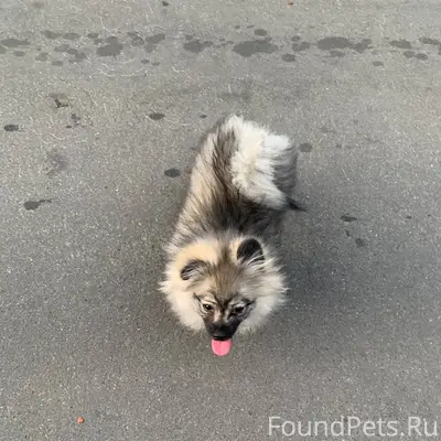 Пропала собака ,порода шпиц ,д...