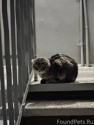 Добрый день,чей потеряшка, мож...