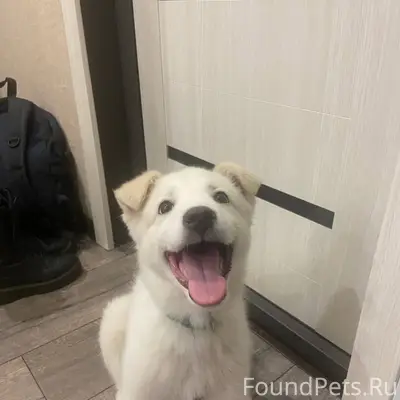 Была найдена собака на пионерс...