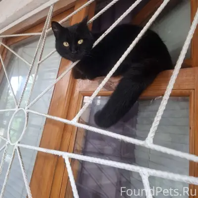 Пропала кошка район ул. Октябр...