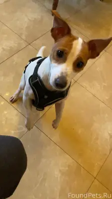 ❗️НАЙДЕНА СОБАКА❗️ г. Сочи, Пл...