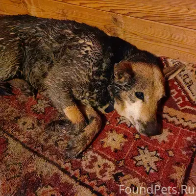 ГАТЧИНА!!! Найдена собака, дев...