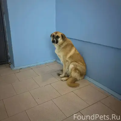 Доброй ночи, сегодня ночью воз...