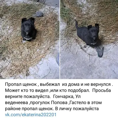 Пропал щенок ,выбежал из дома ...
