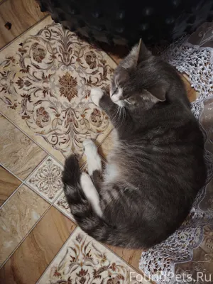 Хозяева найдитесь!!! Сегодня в...