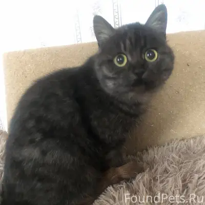 Найдена кошка, ищем старых или...