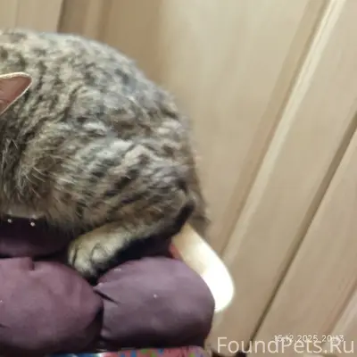 Найден котенок, мальчик. д. Ст...