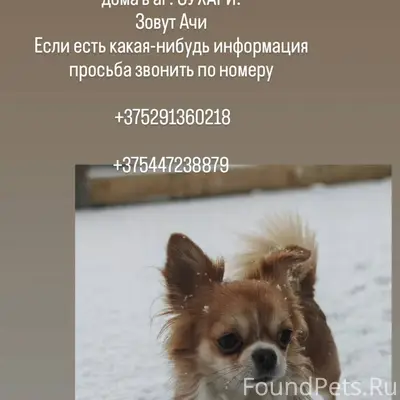 Пропала собака! Мальчик чихуах...