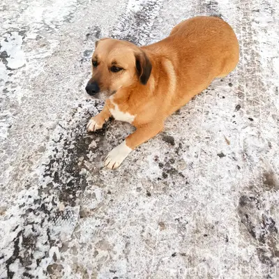 ‼️ПОВТОРНО‼️ хозяин не найден!...